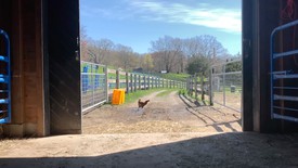 Chicken and barn at Sky High Farm in Columbia County, New York.