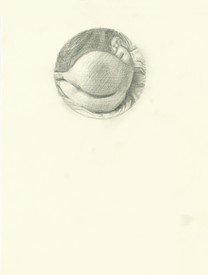 John Currin: On Drawing