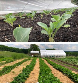 Project EATS farm (top); Sky High Farm (bottom).